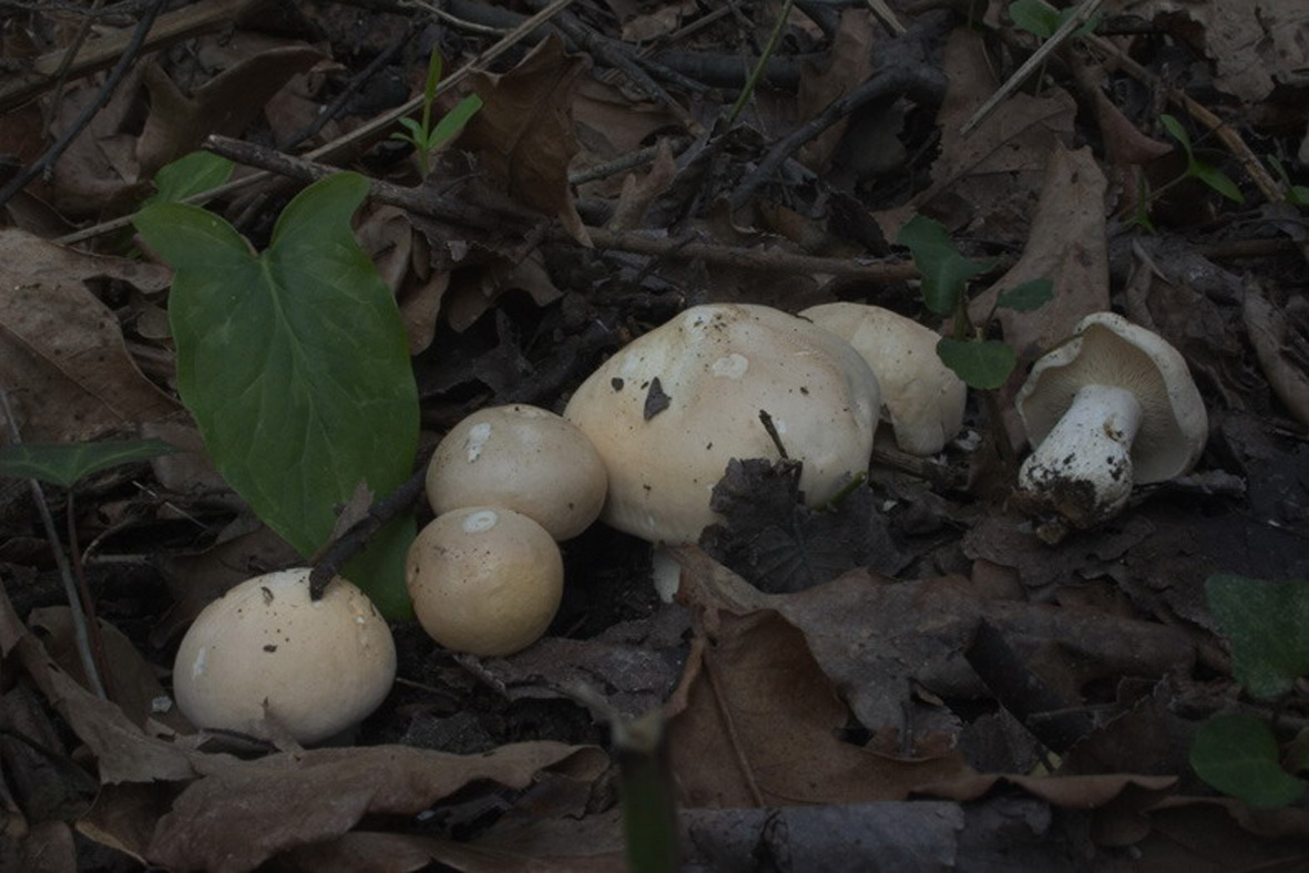 calocybe gambosa